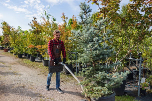 How Our Tree Care Process Works  in Wentzville, MO